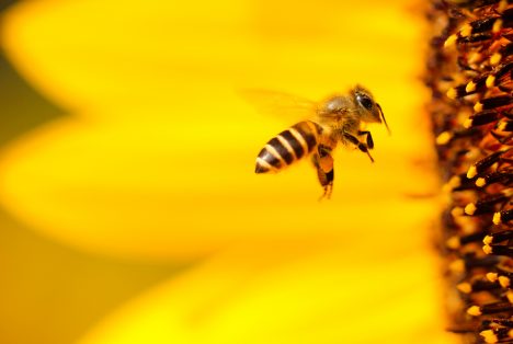 A képen méh, virág látható.
